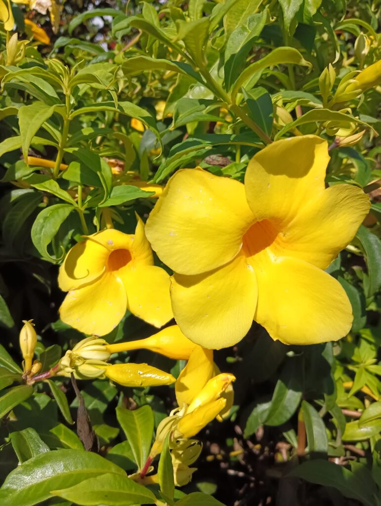 flor colombiana botón de oro